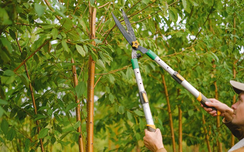 Tree trimming in Piedmont, WV